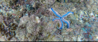        starfish tortuga island 
  - Costa Rica