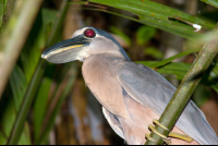        Boat Billed Heron Cochlearious Cochlearious
  - Costa Rica