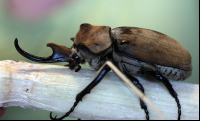        butterfly garden monteverde elephant beetle 
  - Costa Rica
