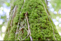        Moss Closeup Rio Claro Trail Sirena Ranger Station Corcovado National Park
  - Costa Rica