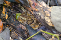        Fer De Lance At Sirena Ranger Station Corcovado National Park
  - Costa Rica