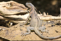        Penas Blancas Adult Green Iguana On The Sand
  - Costa Rica