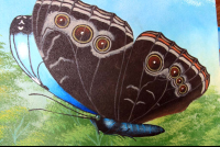        morpho morpho 
  - Costa Rica