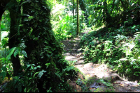        santa elena fern covered tree 
  - Costa Rica
