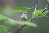        tanager bird front beak open 
  - Costa Rica