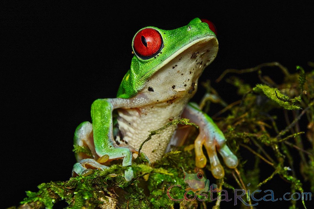 red eyed green tree frog perched on a branch during the night
 - Costa Rica
