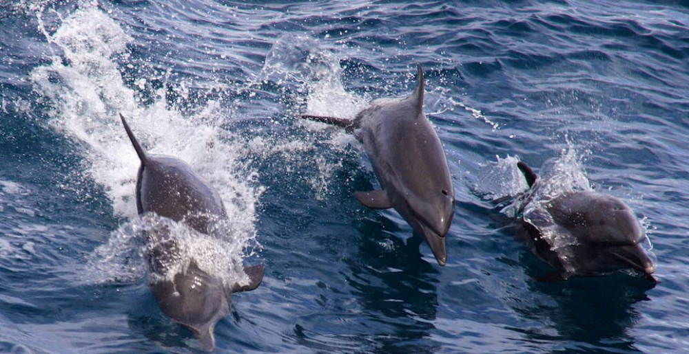        dolphins jumping
  - Costa Rica