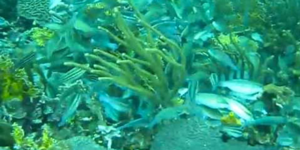        fish feeding frenzy caribbean
  - Costa Rica
