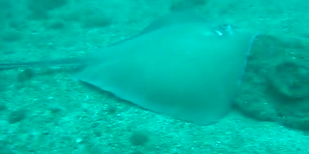        scuba diving with southern stingray
  - Costa Rica