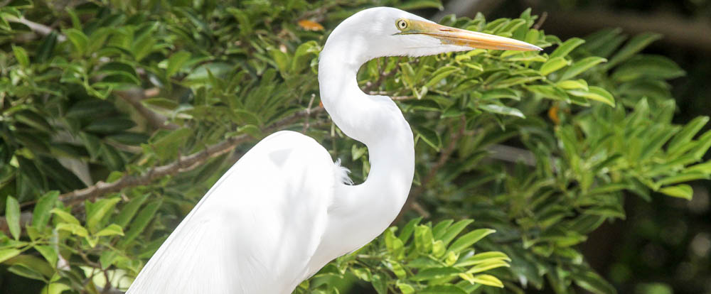        great egret standing 
  - Costa Rica