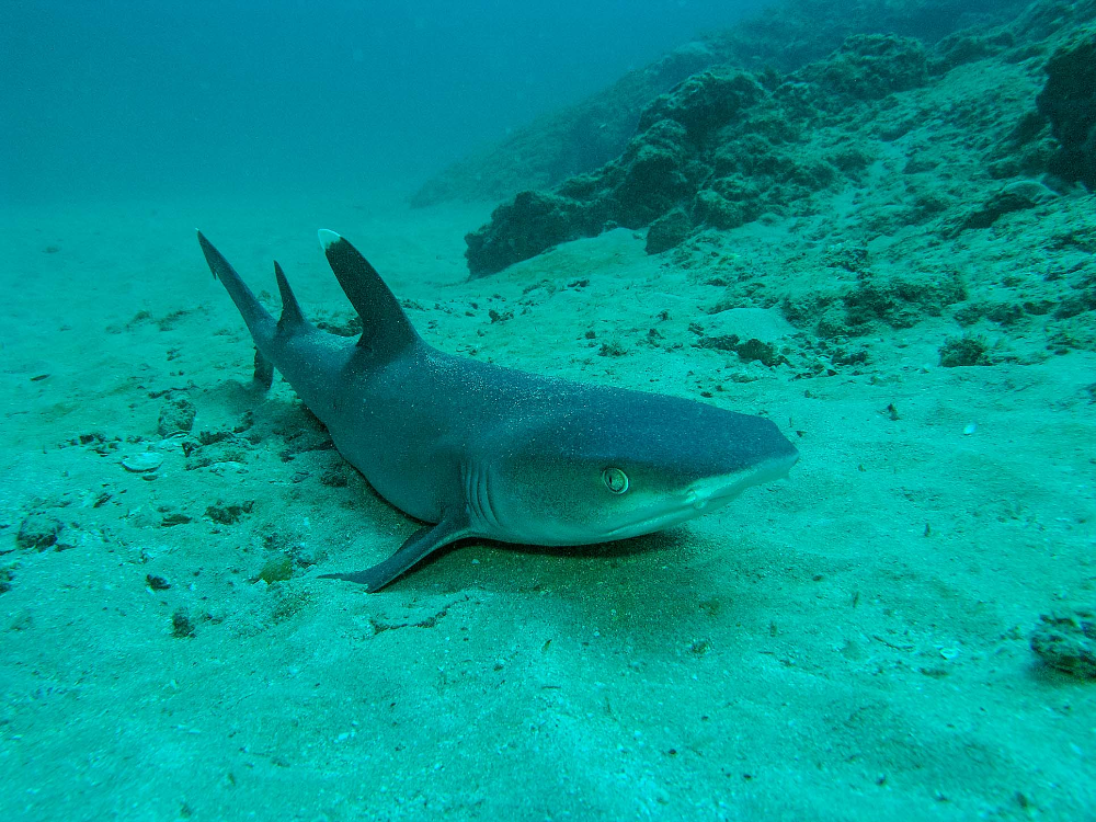       white tip reef shark
  - Costa Rica