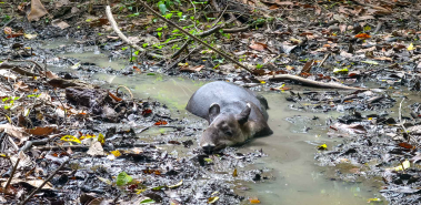 Osa Peninsula Wildlife - Costa Rica