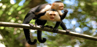 Monkeys, Sloths and Neon Frogs - Costa Rica