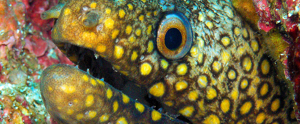        spotted eel 
  - Costa Rica