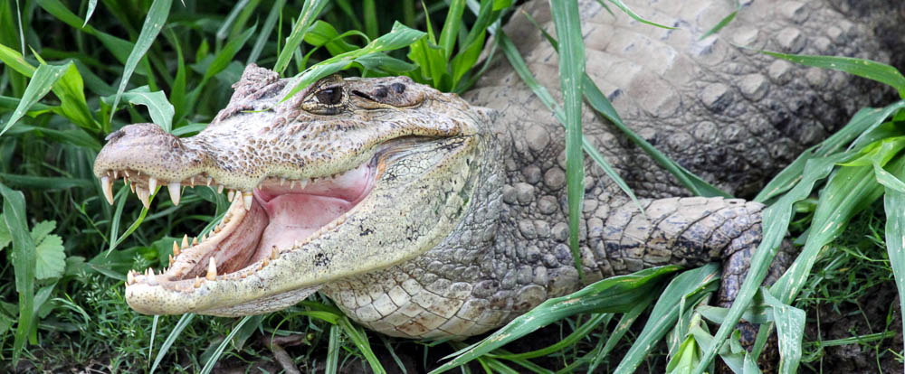        cano negro caiman 
  - Costa Rica