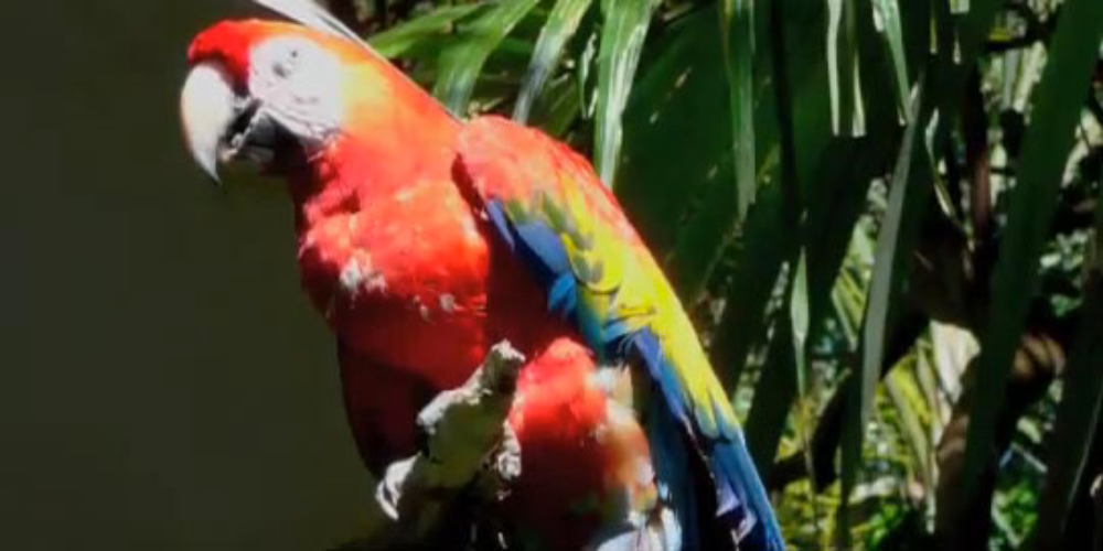        zoo ave daytrip
  - Costa Rica