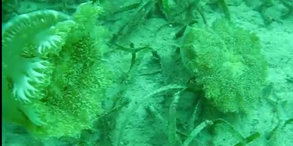        scuba diving jellyfish
  - Costa Rica
